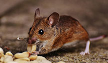 24 Hour & Emergency Exterminators in Chesterfield, VA